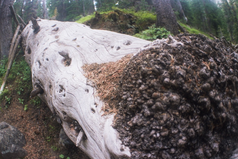 Baker Gulch Trail 3.jpg